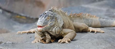 Delray beach iguana control  Reviews; Media & Press; Staff; Photos; Resources